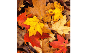 How to save energy this autumn? How to save energy this autumn?
